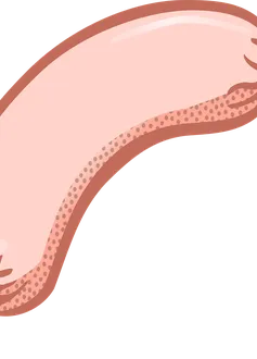 Conchita Wurst, eurovision, eurovision song contest, winner, austria, drag queen, tom neuwirth, speech, rise like a phoenix