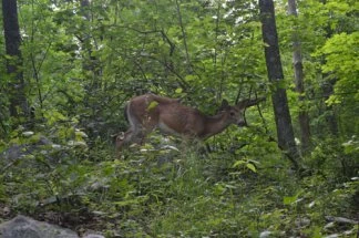 2013-11-26-cmrubinworldTicksDeerphotobyAlex_2500.jpg