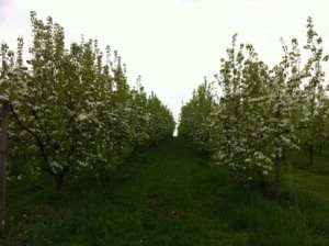 Austria Orchards
