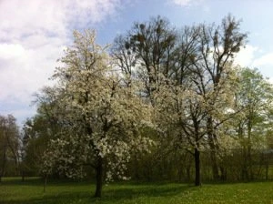 Austrian Orchards