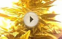 RIPE BUDS: Legal indoor grow room for medical marijuana