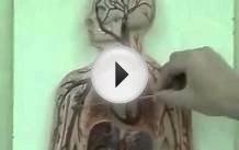 Vessels of the upper extremity - white vessel plaque